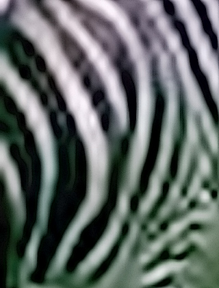 Ödipus